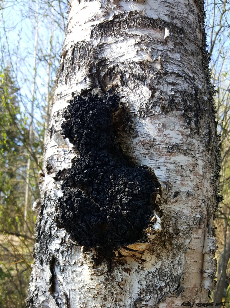 Birch_Caught_^^^_(Chaga_mushroom)_-_panoramio.jpg